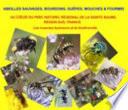 Abeilles Sauvages, Bourdons, Guêpes, Mouches et Fourmis, Au Coeur du Parc Naturel Régional de la Sainte Baume, France