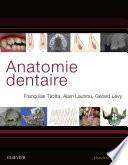 Anatomie dentaire