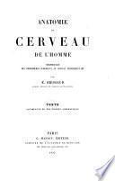 Anatomie du cerveau de l'homme