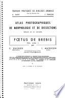 Foetus de brebis, Ovis aries L.