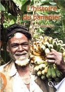 L'histoire du bananier