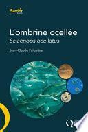 L'ombrine ocellée