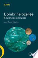 L'ombrine ocellée, Sciaenops ocellatus