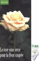 La rose sous serre pour la fleur coupée