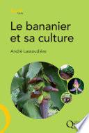 Le bananier et sa culture