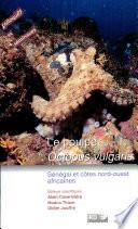 Le poulpe Octopus vulgaris