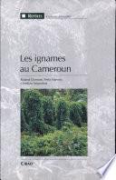 Les ignames au Cameroun