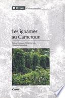 Les ignames au Cameroun
