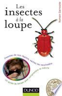 Les insectes à la loupe