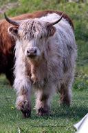 Vache Highland Carnet de Notes
