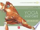 Yoga anatomie : Les muscles